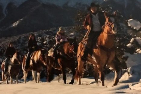 a herd of cattle walking across a snow covered mountain
