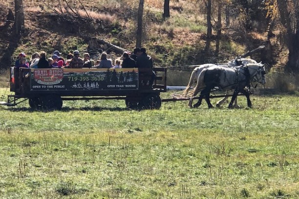a herd of cattle standing on top of a grass covered field