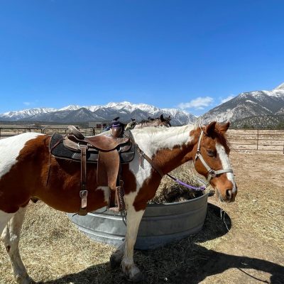 a brown horse standing next to a cow